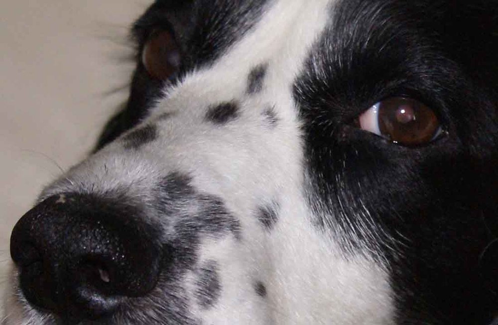 Photograph by Игорь Пшеничников