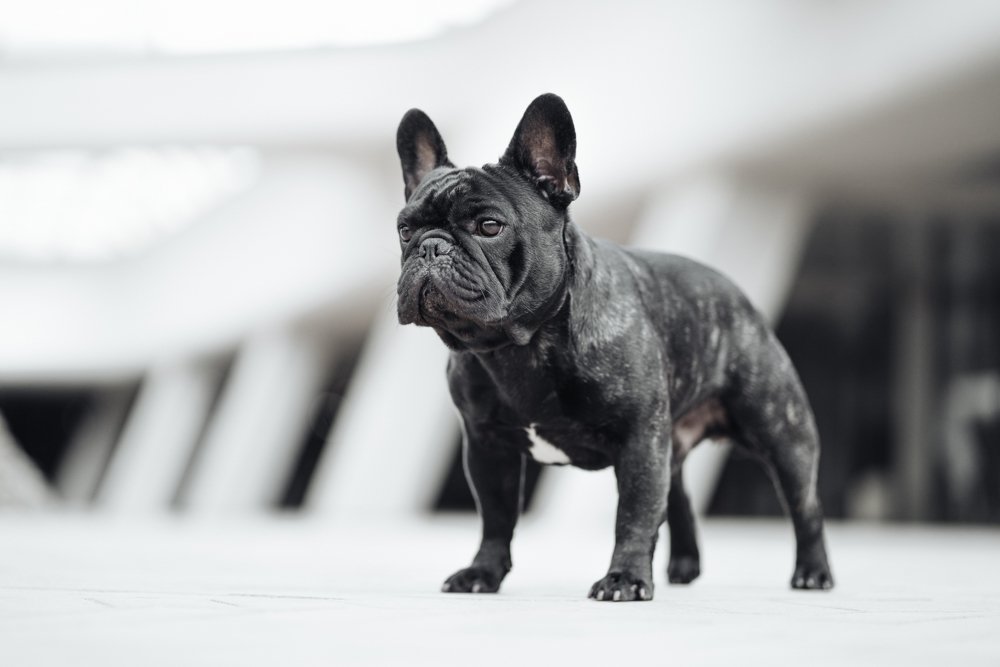 Photograph by Alexander Stoyanov