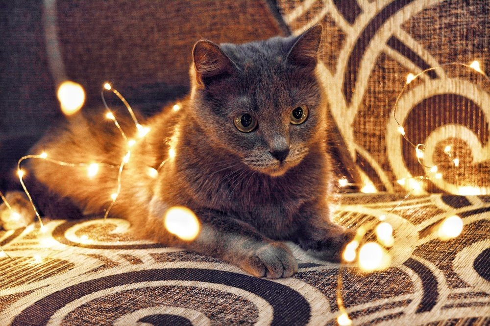 Фотография автора Оля Алехнович