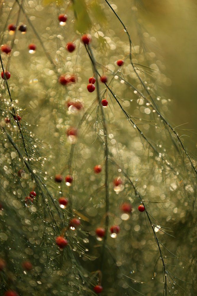 Photograph by Унку Юрий