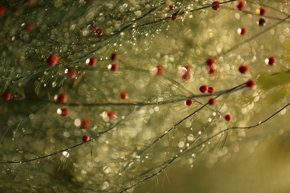 Сделай бусы из капель росы, улыбнись и надень на запястье...
