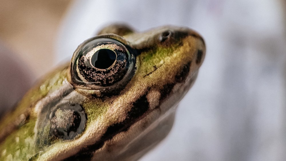 Photograph by Назарий Гандей