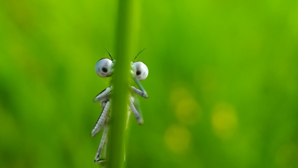 Photograph by Назарий Гандей