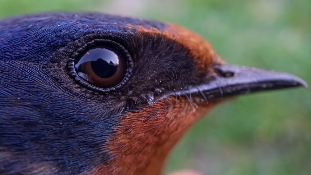 Photograph by Назарий Гандей