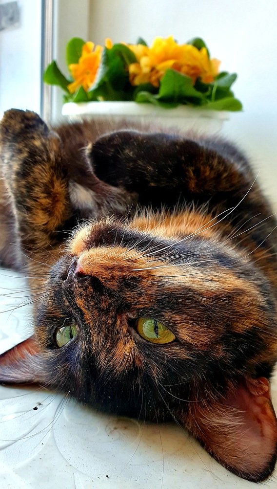 Спокойствие