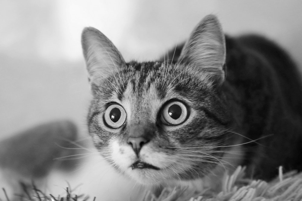 Я не трус, но я - боюсь.