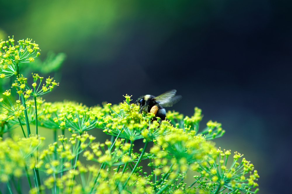 Photograph by Вячеслав Кирьянов