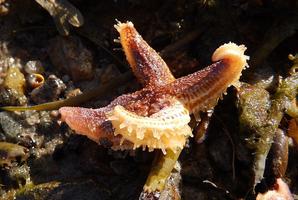 Photograph by Ирина Арканова