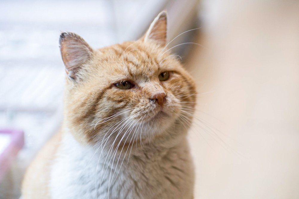 Фотография автора Дмитрий Чуфаров