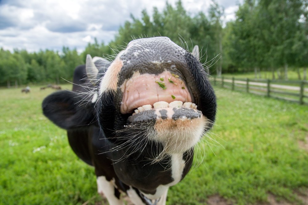 Фотография автора Дмитрий Чуфаров