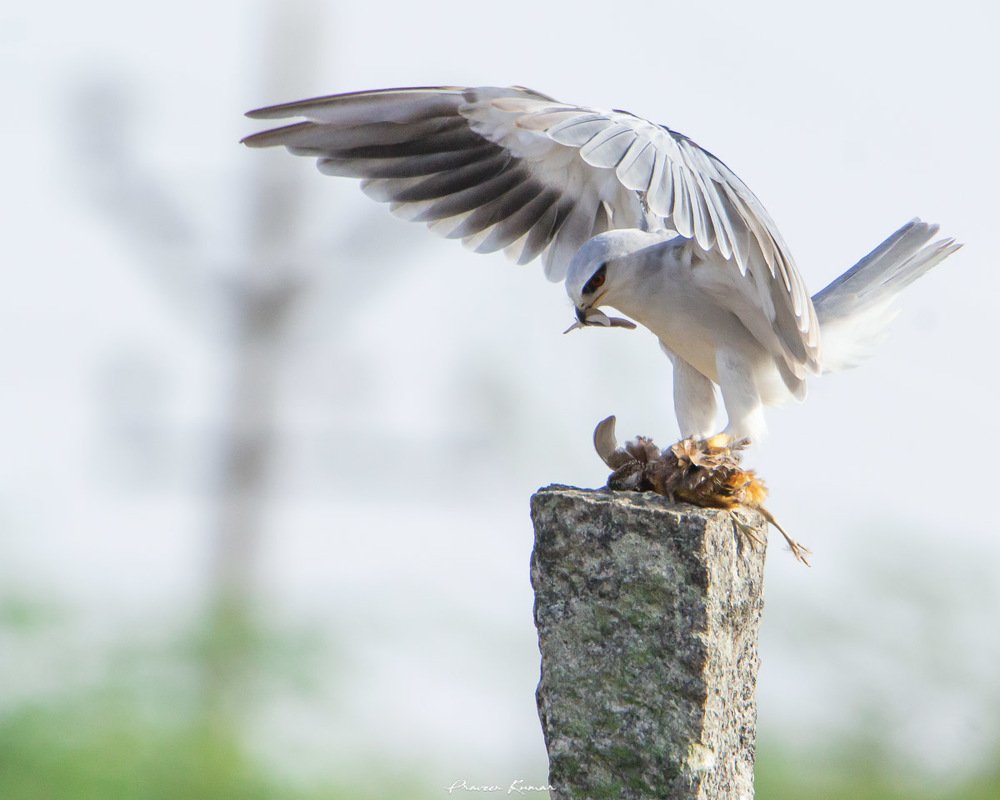 Photograph by Praveen kumar Dhandapani