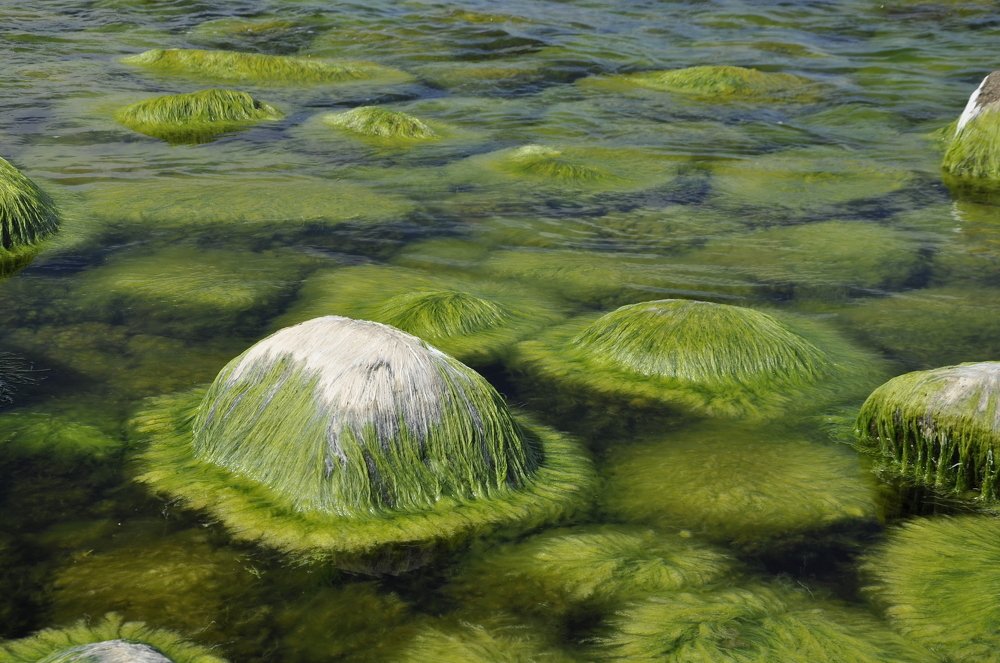 Морская сказка.