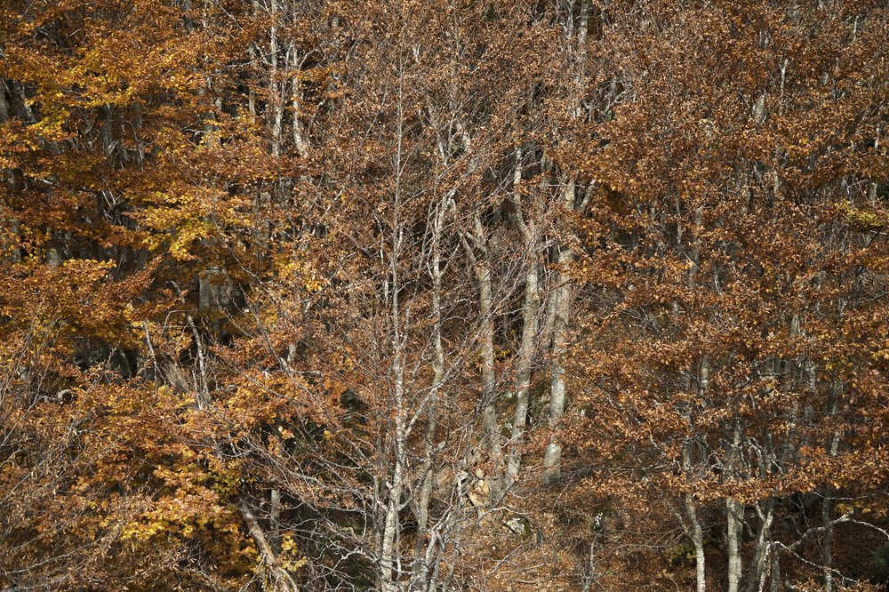 Photograph by Vasilis Davaris