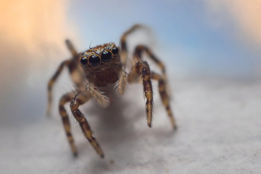 Jumping spider