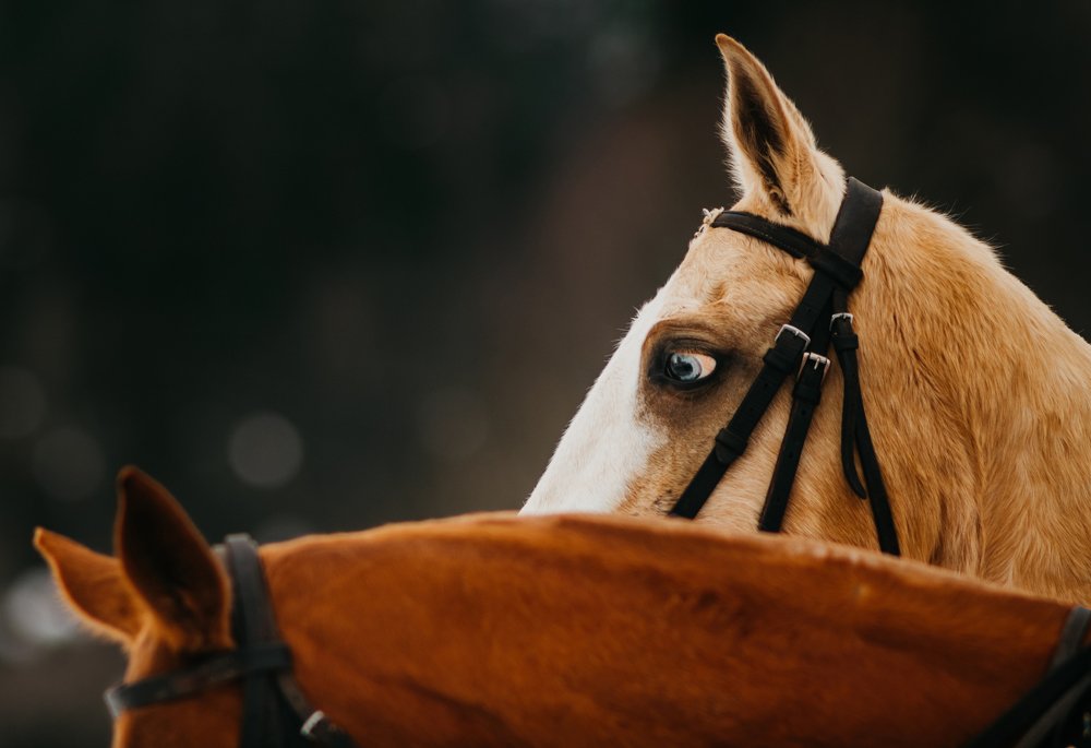 Photograph by Ольга Шацкая