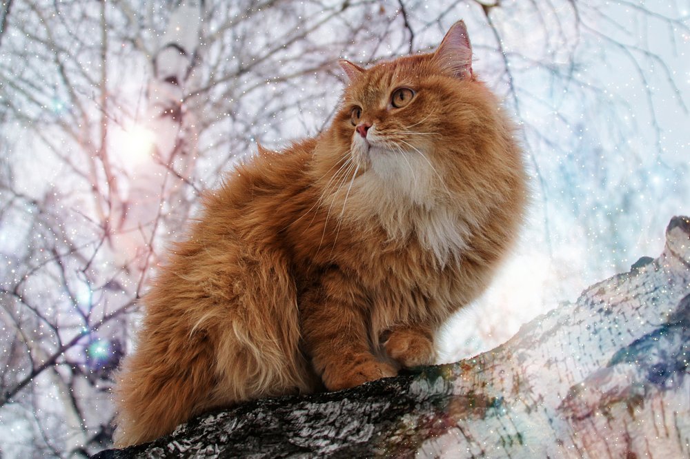 Photograph by Валерий Шорохов