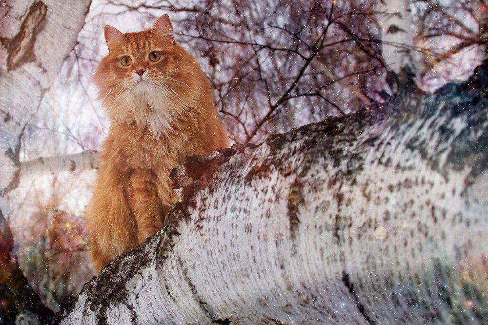 Рыжий охотник.