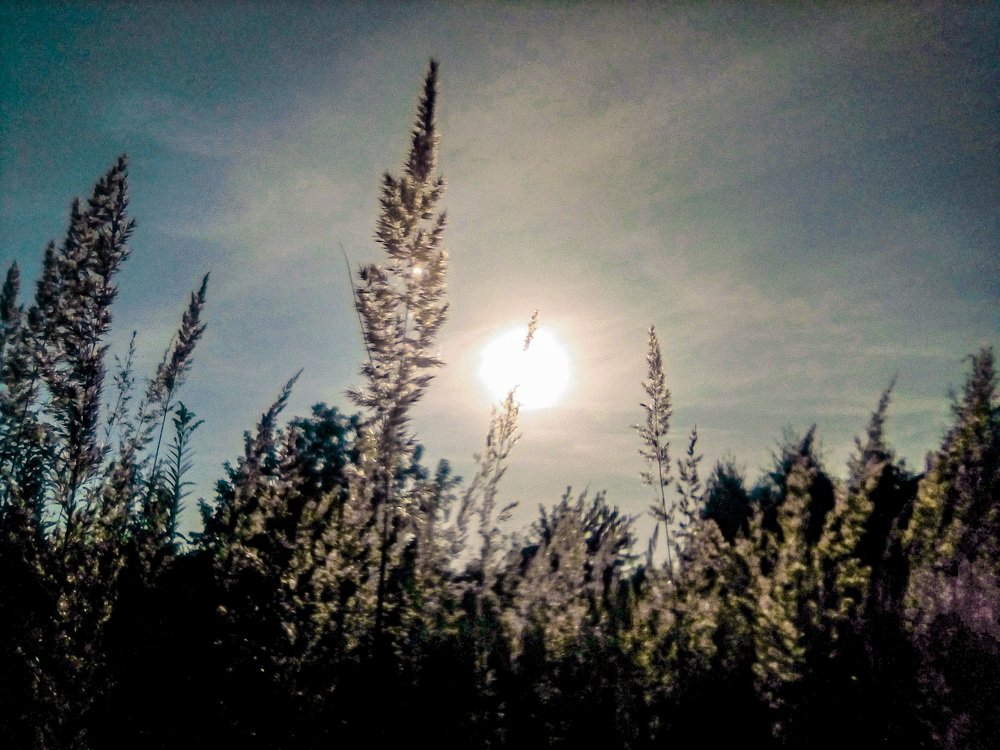 Фотография автора Елена Савельева