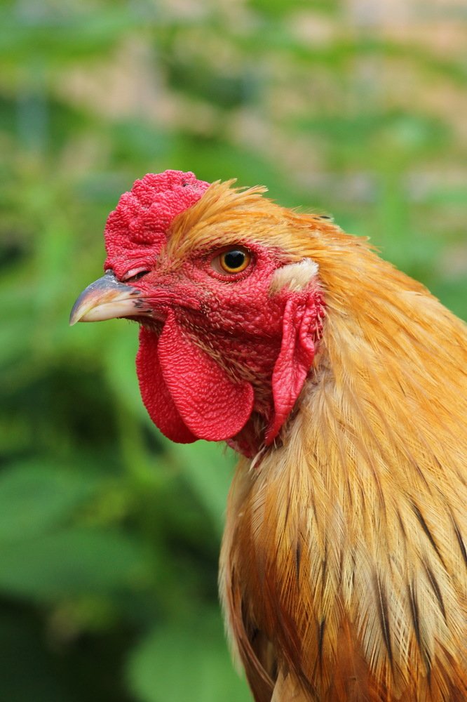 Фотография автора Елена Колосова