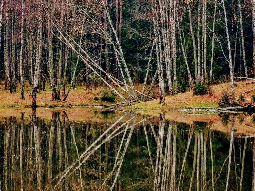 Графика ноября