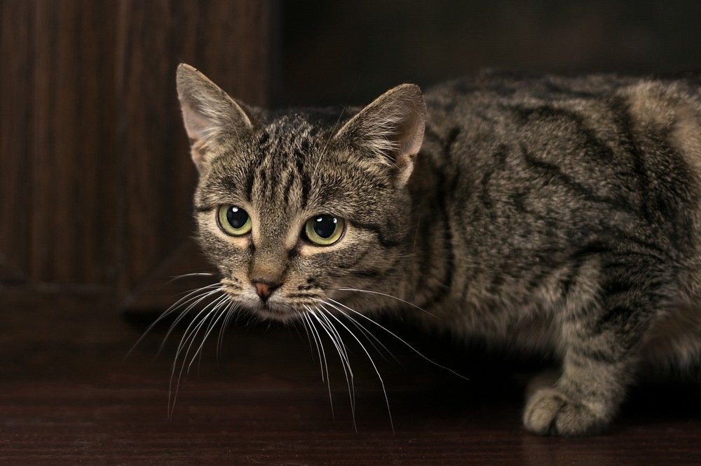 Фотография автора Анна Крутицкая