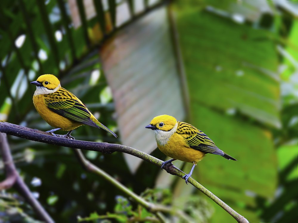 Joyas de la Naturaleza / Jewels of Nature