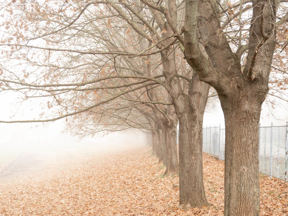 Photograph by Barbara Vankova