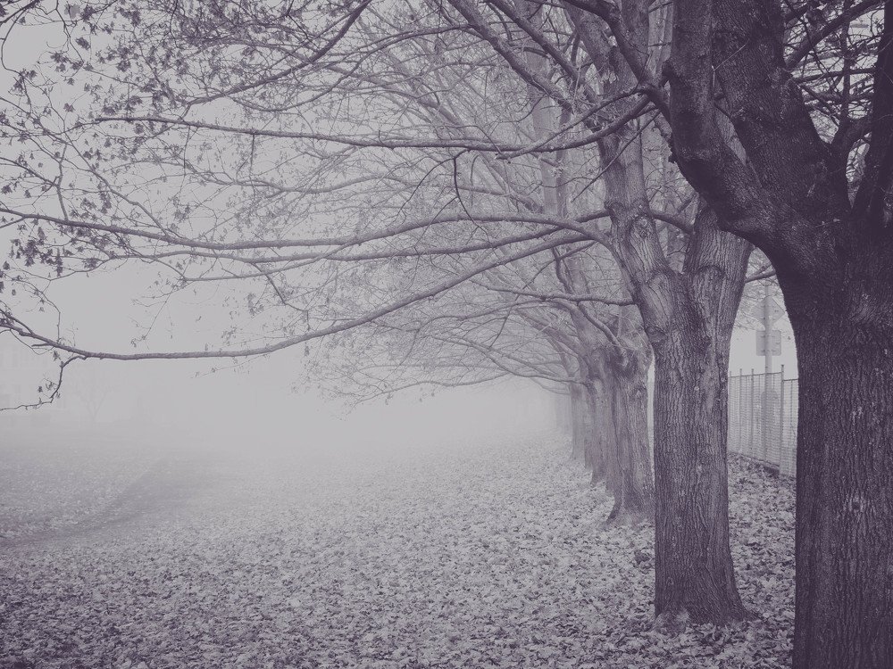 Photograph by Barbara Vankova