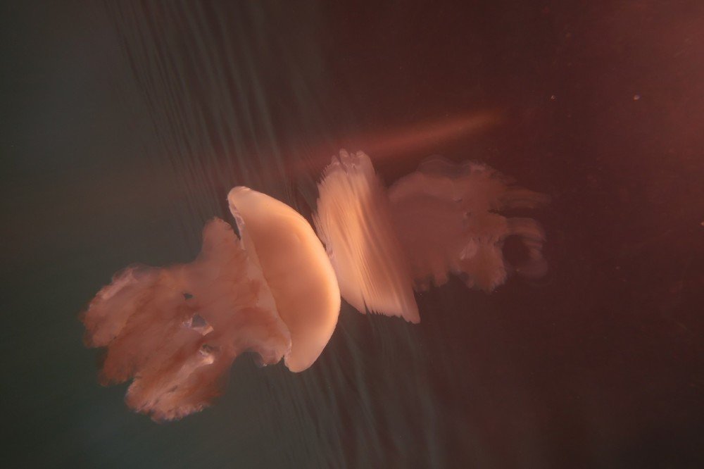 Фотография автора Ines Miljan Popovic