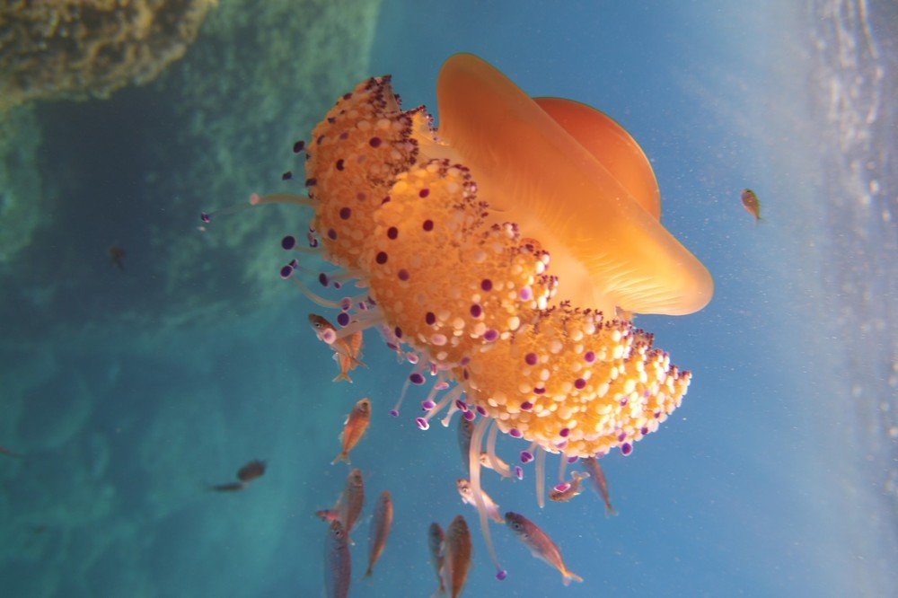 Фотография автора Ines Miljan Popovic