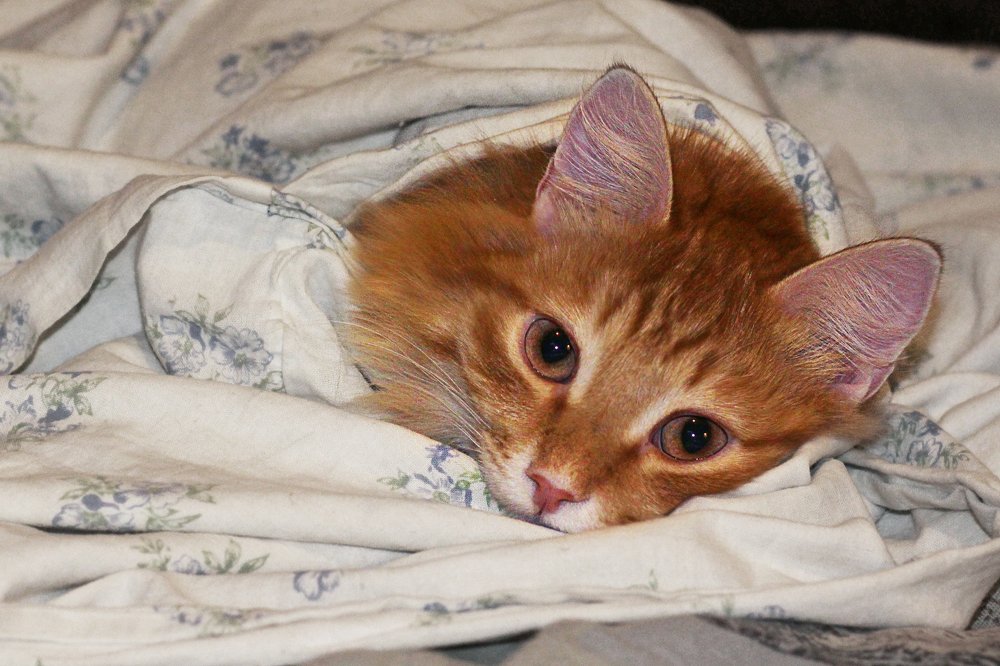 Photograph by Валерий Шорохов