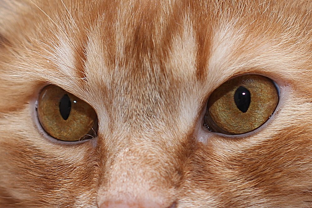 Фотография автора Геннадий Титов