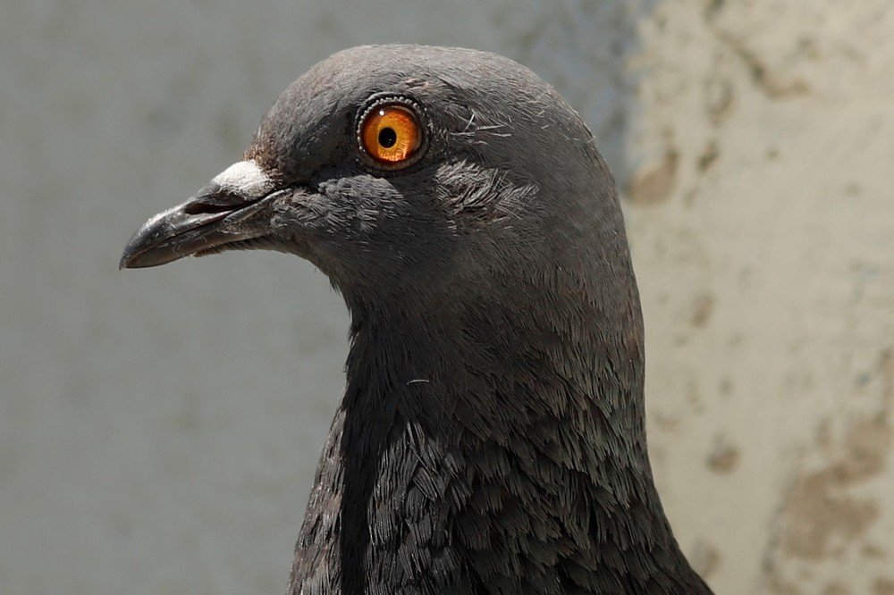 Photograph by GUNSEL SECKİNER