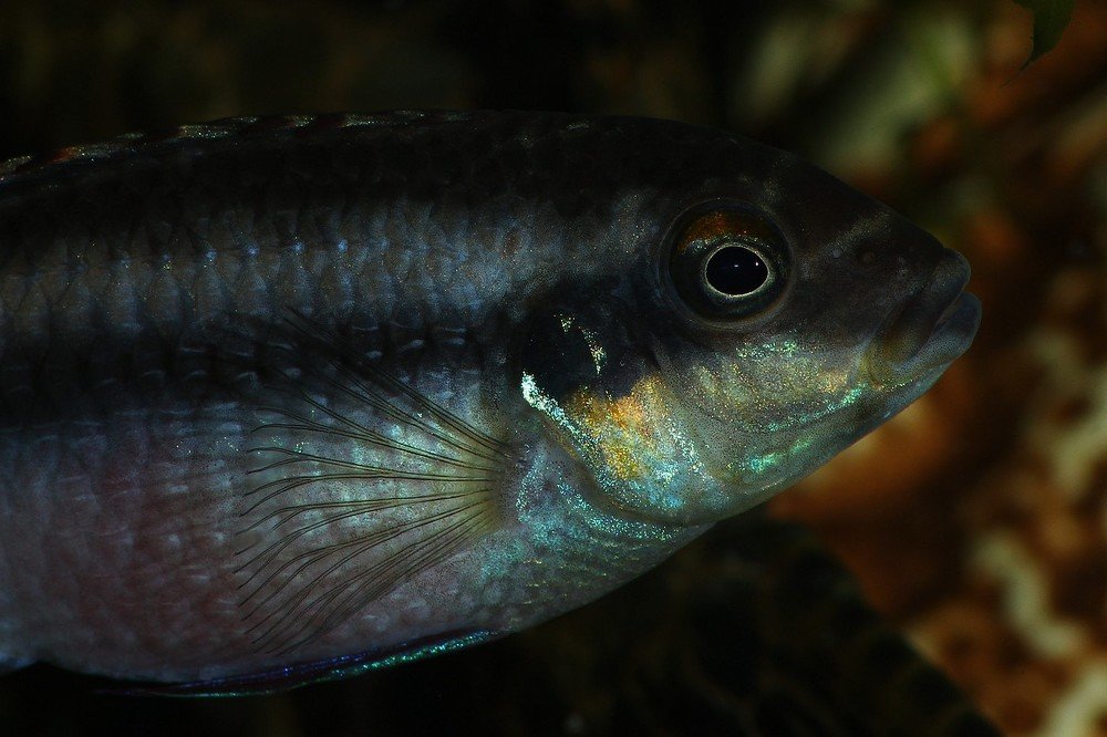 Фотография автора Геннадий Титов