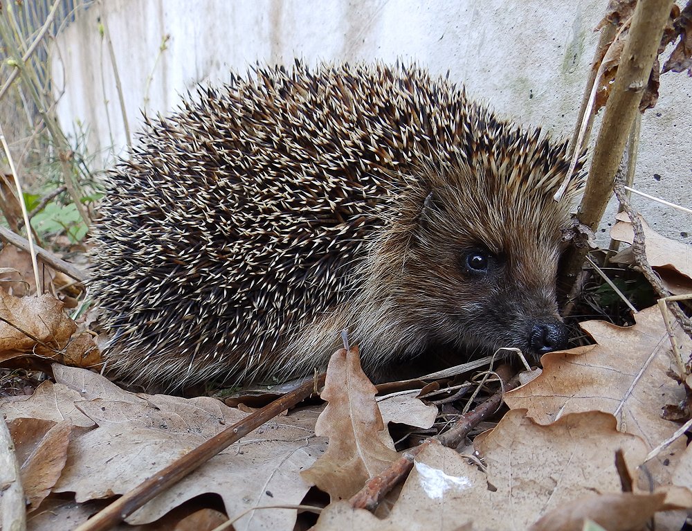 Photograph by Ирина Арканова