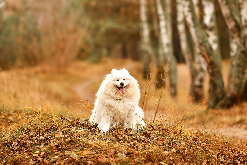 Photograph by Анастасия Алексеева