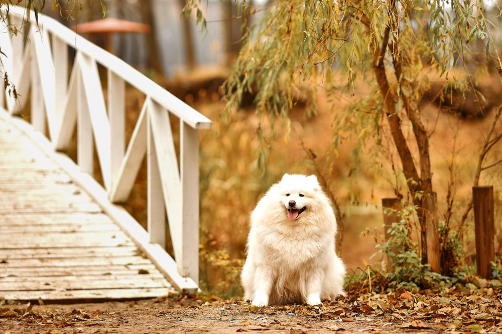 Photograph by Анастасия Алексеева