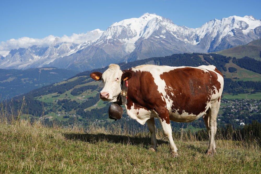 Photograph by Nina Janeckova