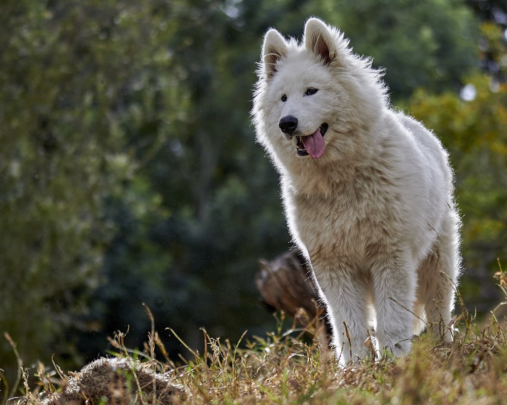 Photograph by German Dario Escobar Alvarez