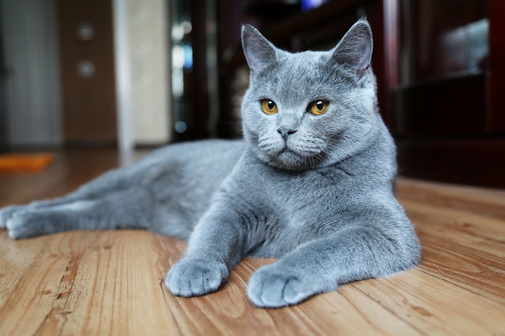 Грация и благородство