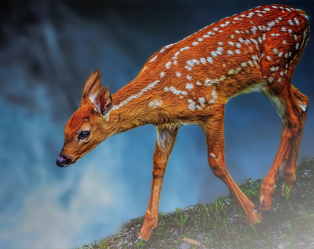 Photograph by Marc-Alain Ferragne