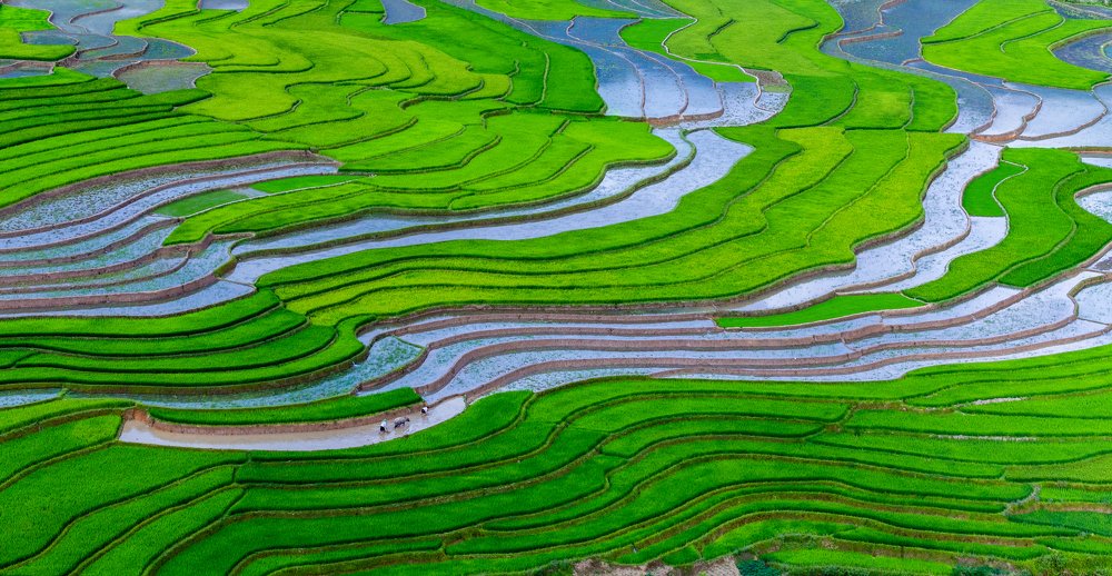 Terraces in Mu Cang Chai - Viet Nam