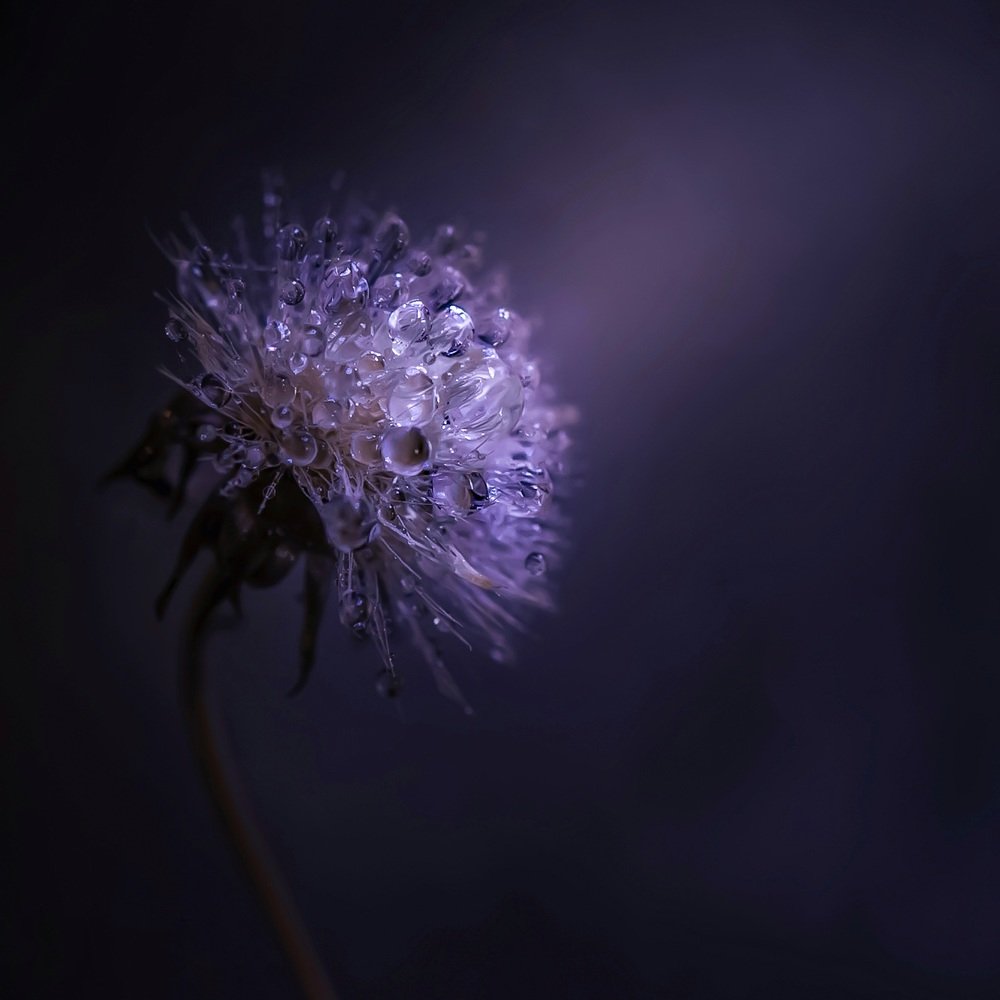 Photograph by Виктория Шаманова