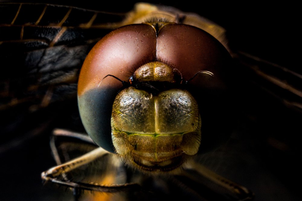 Фотография автора Gabriel de Araujo Almeida