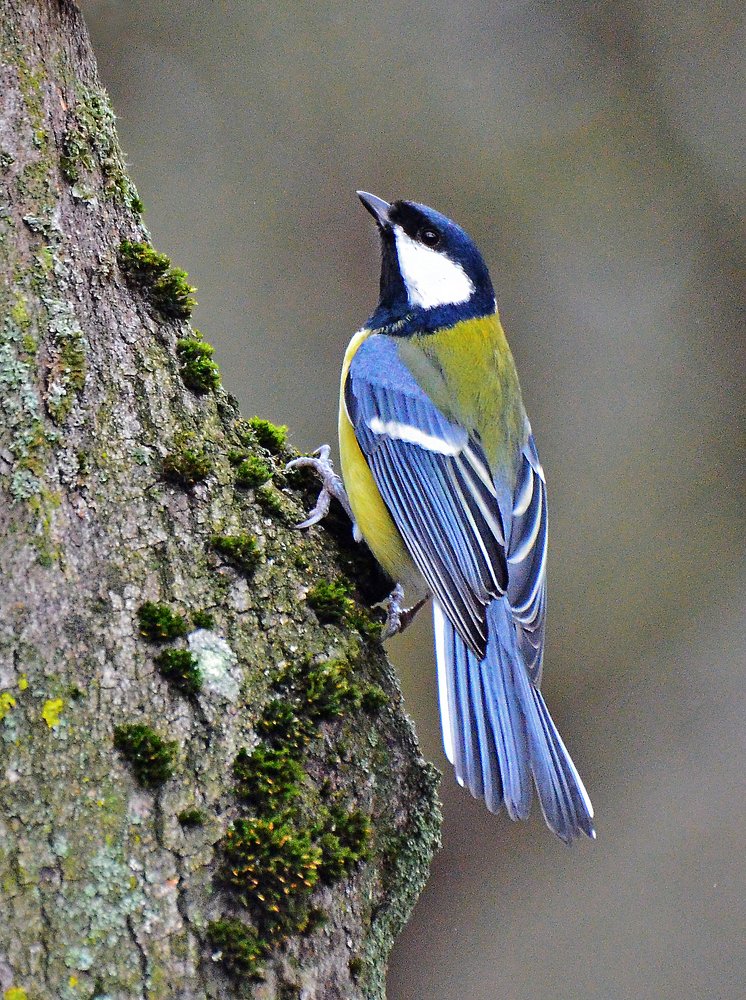 Синица большая