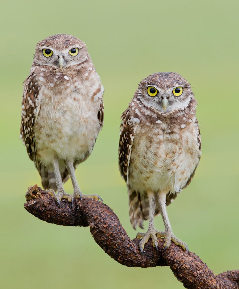 Cычики - Burrowing Owl