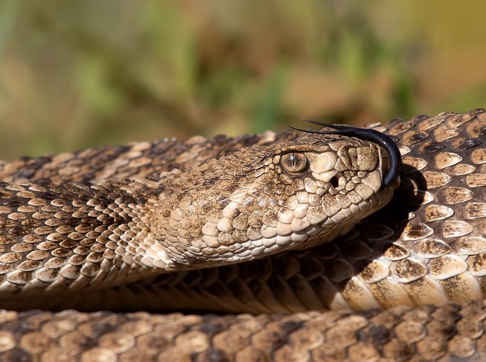 Western diamondback rattlesnake - Техасский гремучник