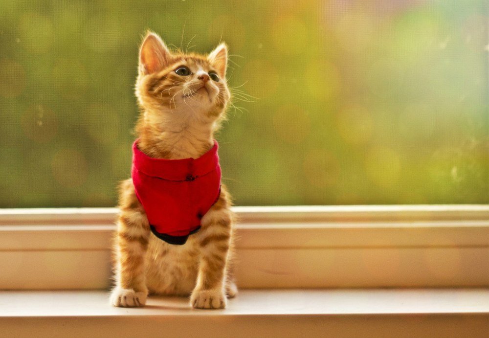 Фотография автора Романов Никита