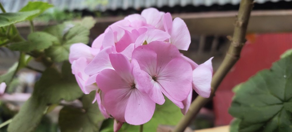 Geranium
