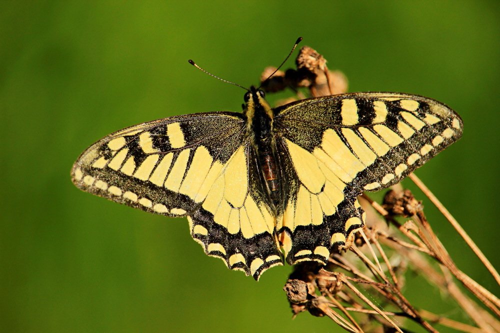 Photograph by Сергей Кожевников